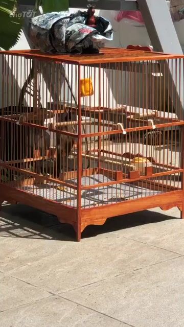 Chim chào mào đen trắng giọng hót hay khỏe mạnh. Mua bán Chim tại Quận Gò Vấp Tp Hồ Chí Minh được đăng bởi Đat Đỗ hình 1