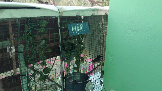 Chim chích chòe than mái non. Mua bán Chim tại Huyện Cần Giuộc Long An được đăng bởi Vịnh hình 1