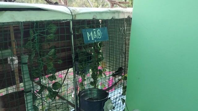Chim chích chòe than mái non. Mua bán Chim tại Huyện Cần Giuộc Long An được đăng bởi Vịnh hình 1