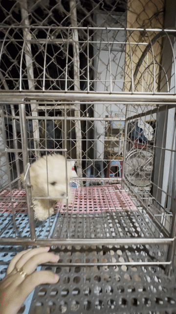 Chó Poodle 2 tháng đã tiêm. Mua bán Chó tại Quận 12 Tp Hồ Chí Minh được đăng bởi Hy hình 1
