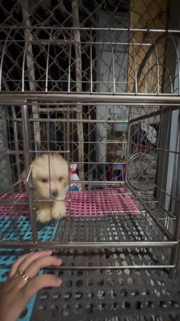 Chó Poodle 2 tháng đã tiêm. Mua bán Chó tại Quận 12 Tp Hồ Chí Minh được đăng bởi Hy hình 1