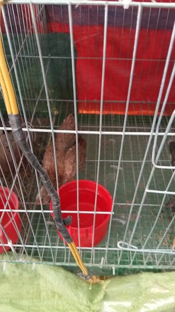 gà tre bắc chuối bông. Mua bán Gà tại Thành phố Vũng Tàu Bà Rịa - Vũng Tàu được đăng bởi GÀ TRE BẮC 72 VT hình 1