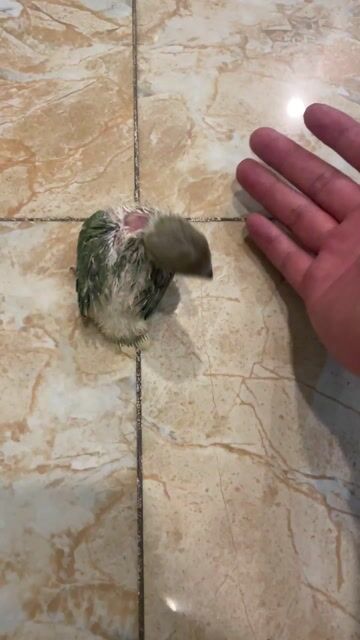 Vẹt Lovebird non xanh lá. Mua bán Chim tại Quận Sơn Trà Đà Nẵng được đăng bởi Thế Tùng Ngô hình 1