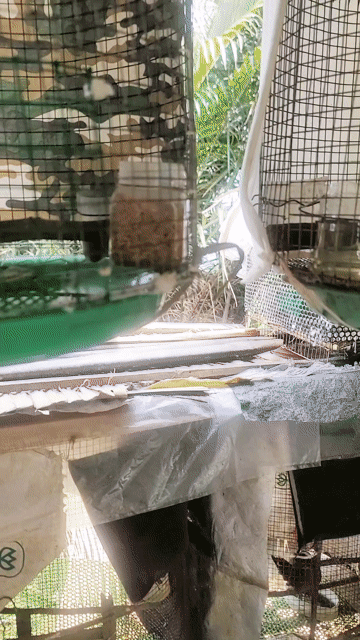 cu gáy mái dạng người 1 năm lồng. Mua bán Chim tại Quận 7 Tp Hồ Chí Minh được đăng bởi binh hình 1