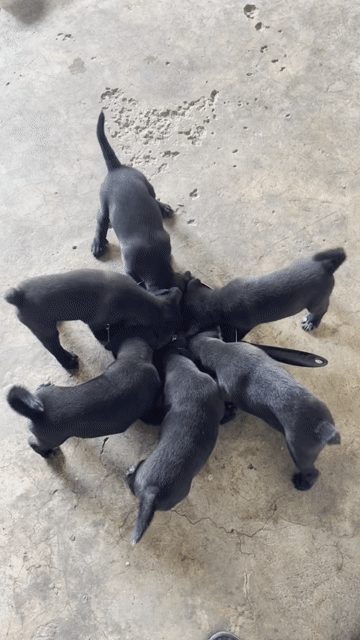 Chó HMông lai. Mua bán Chó tại Huyện Hoài Đức Hà Nội được đăng bởi Pets Mini hình 1