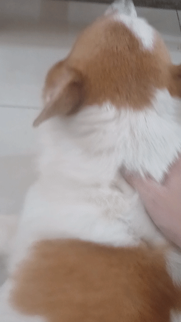 Chó Corgi Trắng cam. Mua bán Chó tại Huyện Bàu Bàng Bình Dương được đăng bởi Khánh Linh Phạm Tống hình 1