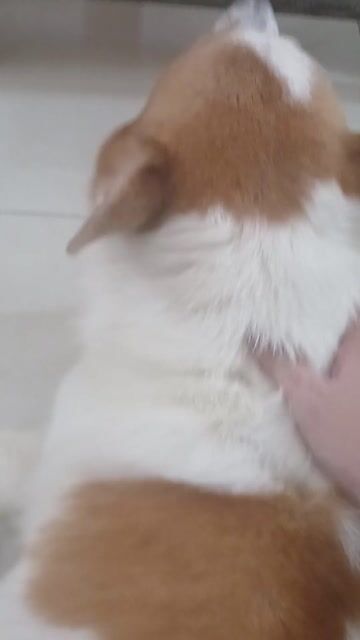 Chó Corgi Trắng cam. Mua bán Chó tại Huyện Bàu Bàng Bình Dương được đăng bởi Khánh Linh Phạm Tống hình 1