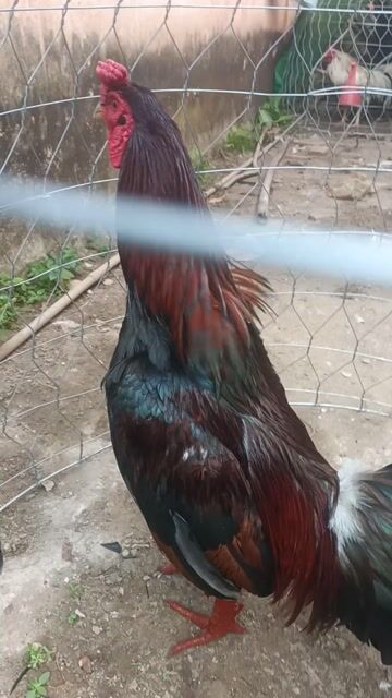 Gà chọi đực 2.9kg. Mua bán Gà tại Quận Ô Môn Cần Thơ được đăng bởi Đinh Thanh Tùng  hình 1