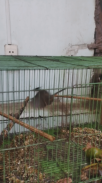 Chim chào mào mái và trống. Mua bán Chim tại Quận Tân Phú Tp Hồ Chí Minh được đăng bởi Khang  100 Vườn lài hình 1