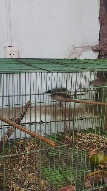 Chim chào mào mái và trống. Mua bán Chim tại Quận Tân Phú Tp Hồ Chí Minh được đăng bởi Khang  100 Vườn lài hình 1