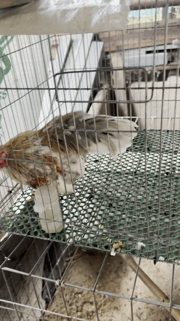 Gà cảnh Xám bông trống. Mua bán Gà tại Huyện Hóc Môn Tp Hồ Chí Minh được đăng bởi Nguyễn Tuấn Kiệt  hình 1