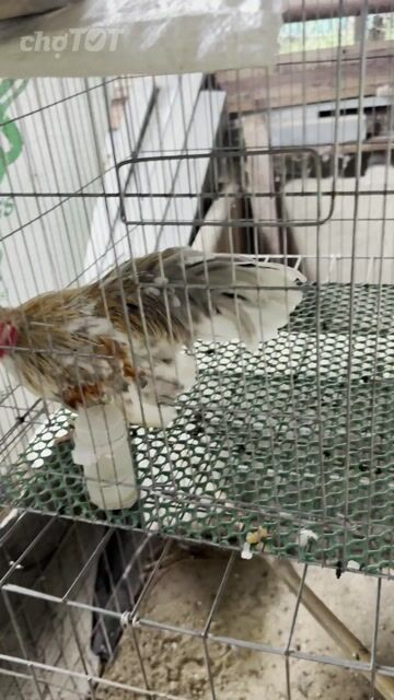Gà cảnh Xám bông trống. Mua bán Gà tại Huyện Hóc Môn Tp Hồ Chí Minh được đăng bởi Nguyễn Tuấn Kiệt  hình 1