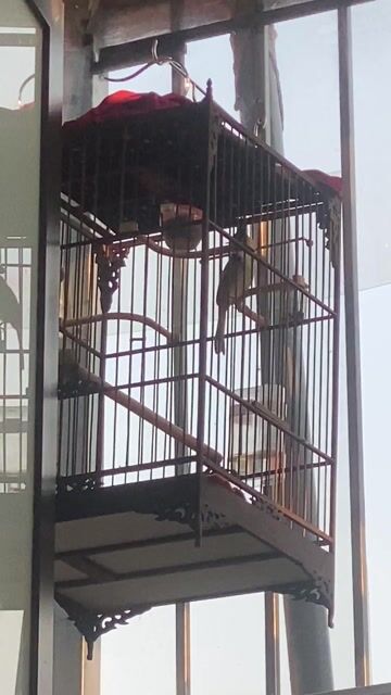 Chim cảnh Sơn La. Mua bán Chim tại Quận Hoàn Kiếm Hà Nội được đăng bởi sơn nguyễn hình 1