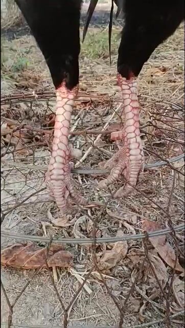 Gà chọi Điều 2.2kg Đực. Mua bán Gà tại Huyện Long Hồ Vĩnh Long được đăng bởi tuấn hình 1