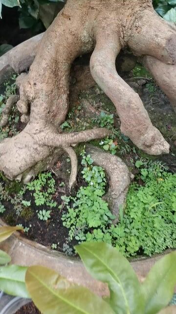 Mai vàng Bonsai 80cm VIP. Mua bán Cây cảnh, đồ trang trí tại Huyện Hóc Môn Tp Hồ Chí Minh được đăng bởi Tạ Thị Tươi hình 1