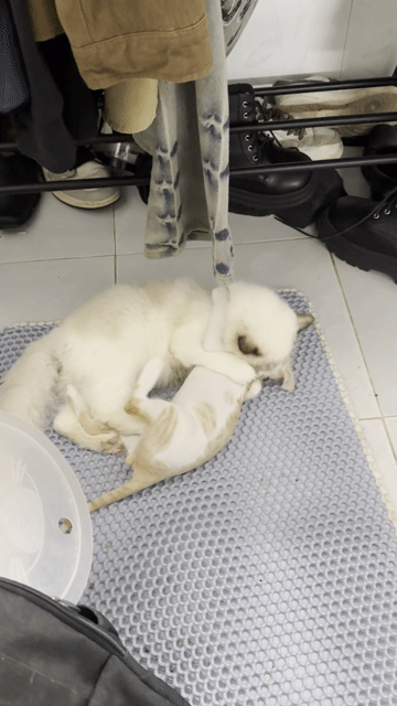 Mèo Ragdoll 5 tháng HCM Thủ Đức. Mua bán Mèo tại Thành phố Thủ Đức Tp Hồ Chí Minh được đăng bởi Trần Minh Anh  hình 1