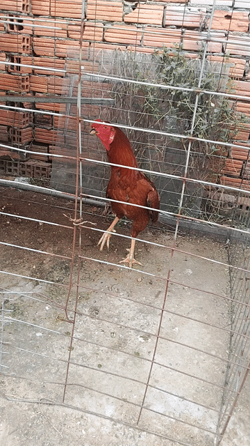 1cap gà zin. Mua bán Gà tại Thị xã Tân Uyên Bình Dương được đăng bởi Tien Tuong hình 1