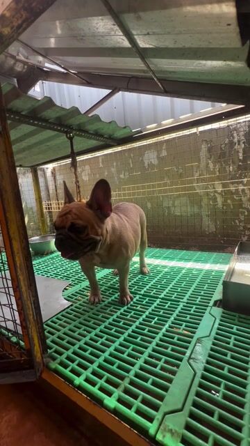 Chó French Bulldog Nâu vàng. Mua bán Chó tại Thành phố Biên Hòa Đồng Nai được đăng bởi lương hùng hình 1