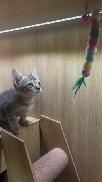 Mèo Tabby Xám vằn Đực. Mua bán Mèo tại Quận 12 Tp Hồ Chí Minh được đăng bởi Bảo Kha hình 1