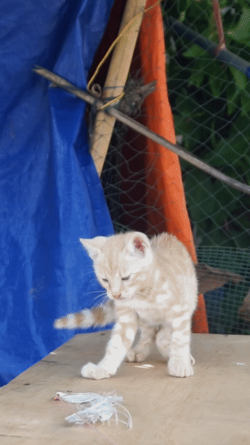 Mèo Bengal Vàng trắng hơn 2 tháng tuổi. Mua bán Mèo tại Huyện Củ Chi Tp Hồ Chí Minh được đăng bởi KHAI TRAN hình 1