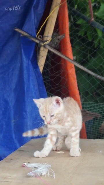 Mèo Bengal Vàng trắng hơn 2 tháng tuổi. Mua bán Mèo tại Huyện Củ Chi Tp Hồ Chí Minh được đăng bởi KHAI TRAN hình 1