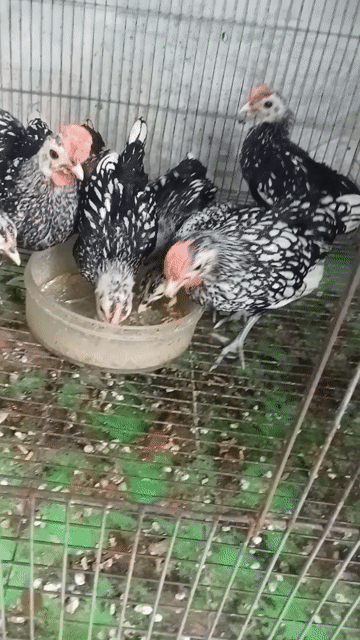 Gà vảy cá đen trắng 2.5 tháng. Mua bán Gà tại Quận Tân Bình Tp Hồ Chí Minh được đăng bởi Thanh  hình 1