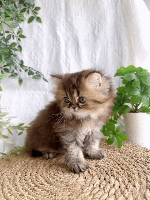 Mèo Anh lông dài Tabby 1.5 tháng. Mua bán Mèo tại Quận Hai Bà Trưng Hà Nội được đăng bởi Đặng Vân Trang hình 1