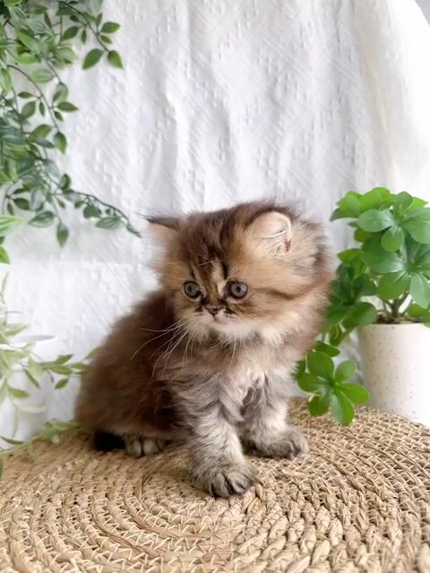 Mèo Anh lông dài Tabby 1.5 tháng. Mua bán Mèo tại Quận Hai Bà Trưng Hà Nội được đăng bởi Đặng Vân Trang hình 1