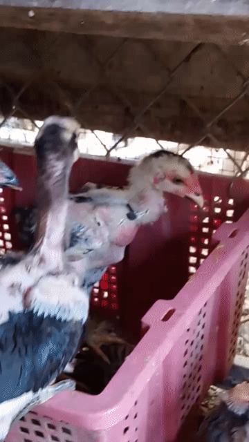 Gà nòi đực 2-3 tháng tuổi. Mua bán Gà tại Huyện Tây Sơn Bình Định được đăng bởi Hoang Nguyen Minh hình 1