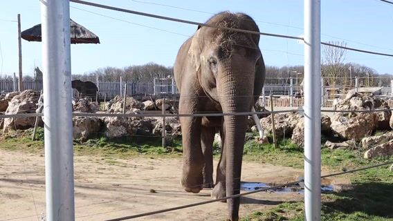 Animaux à parrainer