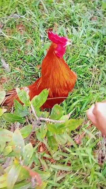 Gà chọi Nâu đỏ Đực Già. Mua bán Gà tại Huyện Thạnh Phú Bến Tre được đăng bởi Minh Phát hình 1