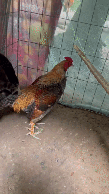 Gà trống cảnh đực nhiều màu. Mua bán Gà tại Huyện Kế Sách Sóc Trăng được đăng bởi Thanh Nguyễn hình 1