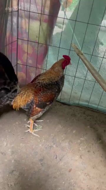 Gà trống cảnh đực nhiều màu. Mua bán Gà tại Huyện Kế Sách Sóc Trăng được đăng bởi Thanh Nguyễn hình 1