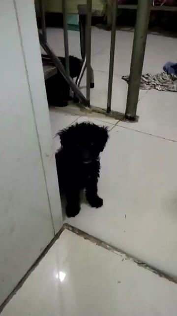 Chó Poodle cần bán. Mua bán Chó tại Huyện Bình Chánh Tp Hồ Chí Minh được đăng bởi Phạm Thị Ngọc Loan hình 1