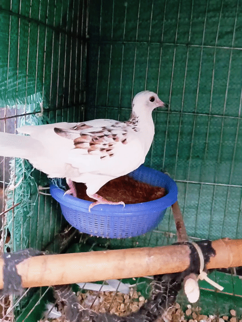 Mái Thái Vân Hoa Đen . Mua bán Chim tại Huyện Lấp Vò Đồng Tháp được đăng bởi PH Dinh hình 1