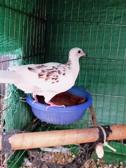 Mái Thái Vân Hoa Đen . Mua bán Chim tại Huyện Lấp Vò Đồng Tháp được đăng bởi PH Dinh hình 1