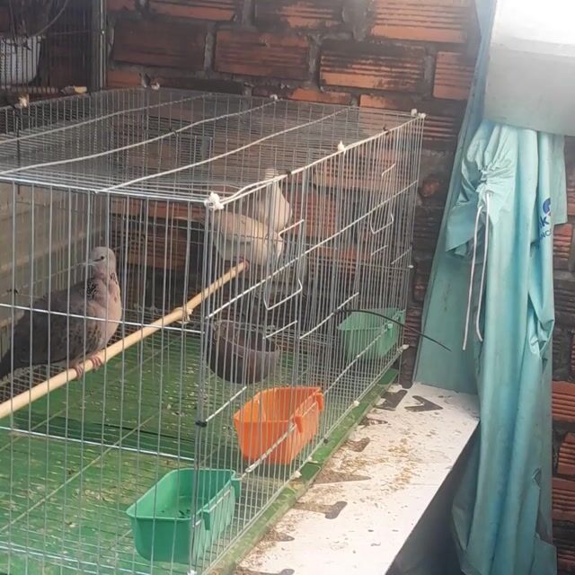 Chim Cu nhật To. Mua bán Chim tại Thành phố Đồng Xoài Bình Phước được đăng bởi thiên lạc hình 1