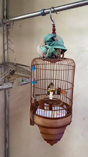 Chim khoen 2 mùa Xanh lá, trắng. Mua bán Chim tại Quận 10 Tp Hồ Chí Minh được đăng bởi Nguyễn Trung hình 1