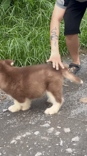 Chó Alaska đực cái 55 ngày tuổi. Mua bán Chó tại Huyện Bình Chánh Tp Hồ Chí Minh được đăng bởi Linh hình 1