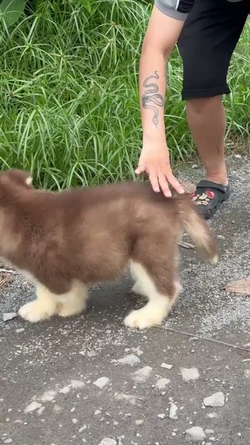Chó Alaska đực cái 55 ngày tuổi. Mua bán Chó tại Huyện Bình Chánh Tp Hồ Chí Minh được đăng bởi Linh hình 1