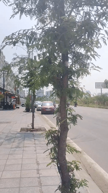 Mua bán Văn phòng, Mặt bằng kinh doanh Lakeview City Thành phố Thủ Đức Tp Hồ Chí Minh diện tích 168 m² giá 54 tỷ