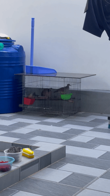 Chim cu gáy bổi. Mua bán Chim tại Thành phố Bến Tre Bến Tre được đăng bởi Cugay btre hình 1