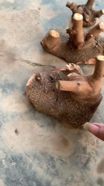 Gốc cây cảnh Gỗ Nâu Thủ si. Mua bán Cây cảnh, đồ trang trí tại Huyện Tiên Lãng Hải Phòng được đăng bởi Lê Đức toản  hình 1