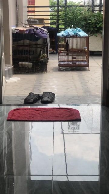 Chim chào mào gần 2 năm hàng sẩy. Mua bán Chim tại Quận Gò Vấp Tp Hồ Chí Minh được đăng bởi ace mua goi nha hình 1