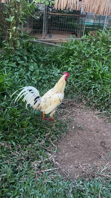 thai mỹ tay tốt long mới. Mua bán Gà tại Huyện Nhà Bè Tp Hồ Chí Minh được đăng bởi Van Van hình 1