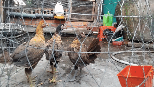 Gà Peru mái 2 tháng rưỡi. Mua bán Gà tại Huyện Tân Trụ Long An được đăng bởi Nguyen Tri hình 1