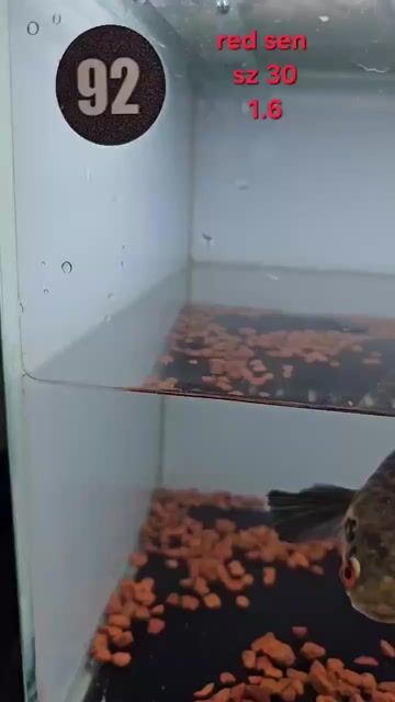 Cá lóc vảy rồng. Mua bán Thú cưng khác tại Quận Tân Phú Tp Hồ Chí Minh được đăng bởi NhíFish hình 1