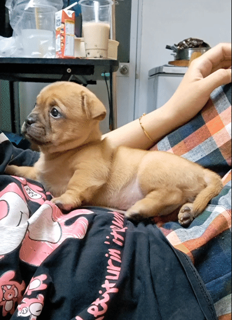 Bé cái Pug lai Nâu vàng . Mua bán Chó tại Quận Tân Bình Tp Hồ Chí Minh được đăng bởi Nguyễn hình 1