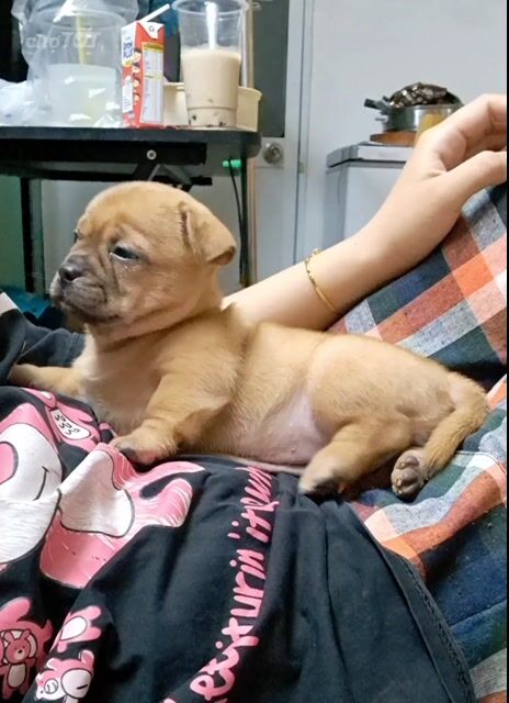 Bé cái Pug lai Nâu vàng . Mua bán Chó tại Quận Tân Bình Tp Hồ Chí Minh được đăng bởi Nguyễn hình 1