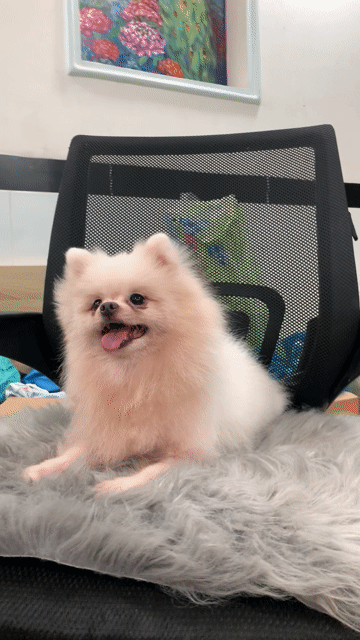 Phốc cái mặt xinh. Mua bán Chó tại Quận 1 Tp Hồ Chí Minh được đăng bởi SHOP PET NẮNG BÌNH DƯƠNG  hình 1